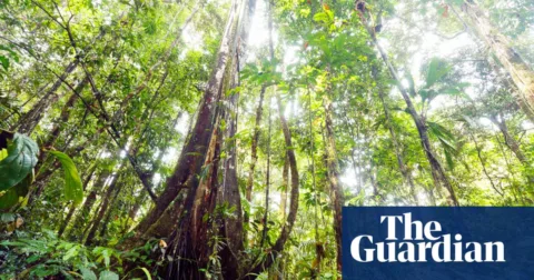 Climate crisis Amazon rainforest tipping point is looming data shows